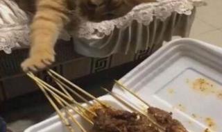 猫喜欢吃生肉正常吗